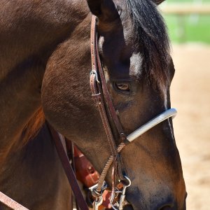Texas | The Kentucky Derby Day | 3/5/25