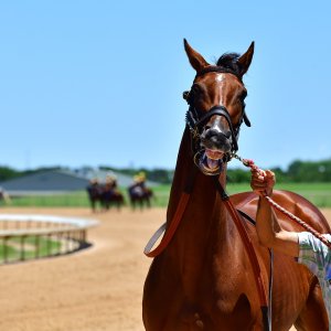 Texas | The Kentucky Derby Day | 3/5/25