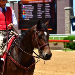 Texas | The Kentucky Derby Day | 3/5/25