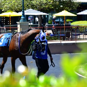 Texas | The Kentucky Derby Day | 3/5/25