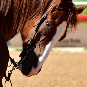 Texas | The Kentucky Derby Day | 3/5/25