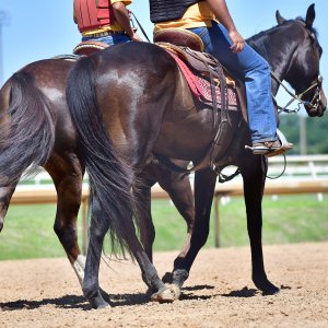 Texas | The Kentucky Derby Day | 3/5/25