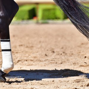 Texas | The Kentucky Derby Day | 3/5/25