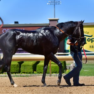 Texas | The Kentucky Derby Day | 3/5/25