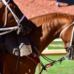 Texas | The Kentucky Derby Day | 3/5/25