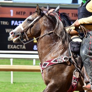 Texas | The Kentucky Derby Day | 3/5/25
