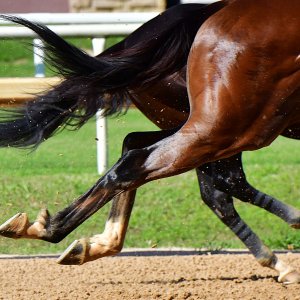 Texas | The Kentucky Derby Day | 3/5/25