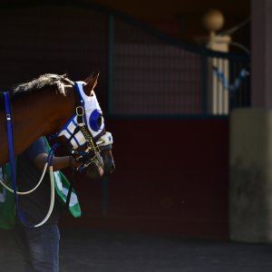 Texas | The Kentucky Derby Day | 3/5/25