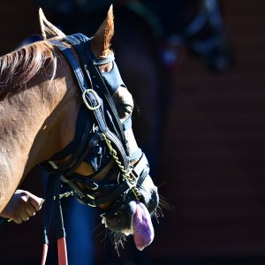 Texas | The Kentucky Derby Day | 3/5/25