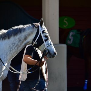 Texas | The Kentucky Derby Day | 3/5/25