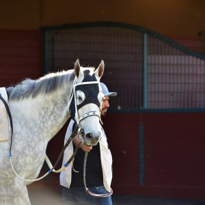 Texas | The Kentucky Derby Day | 3/5/25