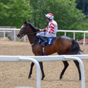 Newcastle | Northumberland Plate Festival | 27, 29/6/24