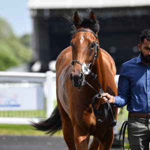 Newcastle | Northumberland Plate Festival | 27, 29/6/24