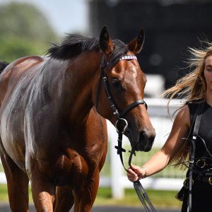 Newcastle | Northumberland Plate Festival | 27, 29/6/24