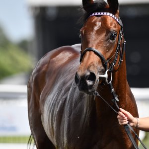 Newcastle | Northumberland Plate Festival | 27, 29/6/24