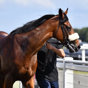 Newcastle | Northumberland Plate Festival | 27, 29/6/24