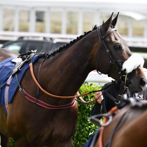 Newcastle | Northumberland Plate Festival | 27, 29/6/24