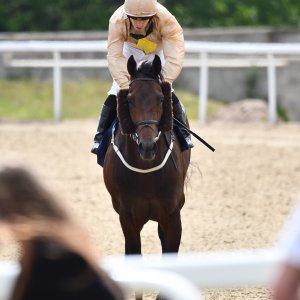 Newcastle | Northumberland Plate Festival | 27, 29/6/24