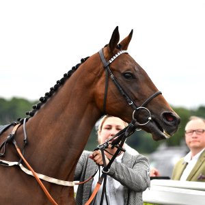 Newcastle | Northumberland Plate Festival | 27, 29/6/24