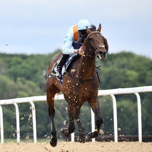 Newcastle | Northumberland Plate Festival | 27, 29/6/24