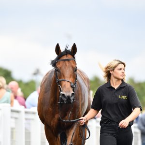 Newcastle | Northumberland Plate Festival | 27, 29/6/24