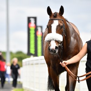 Newcastle | Northumberland Plate Festival | 27, 29/6/24