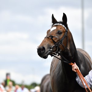 Newcastle | Northumberland Plate Festival | 27, 29/6/24