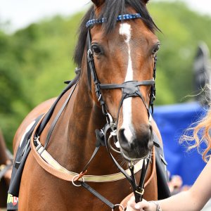 Newcastle | Northumberland Plate Festival | 27, 29/6/24