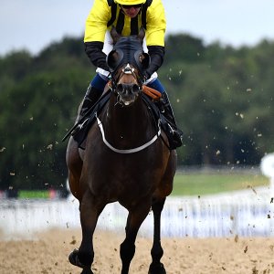 Newcastle | Northumberland Plate Festival | 27, 29/6/24