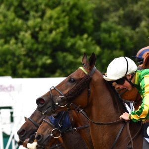 Newcastle | Northumberland Plate Festival | 27, 29/6/24