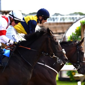 Newcastle | Northumberland Plate Festival | 27, 29/6/24