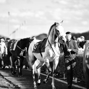 Newcastle | All-Weather Championships | 29/3/24