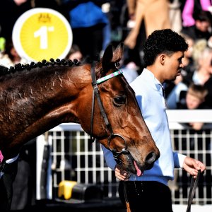 Newcastle | All-Weather Championships | 29/3/24