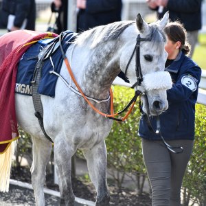 Newcastle | All-Weather Championships | 29/3/24