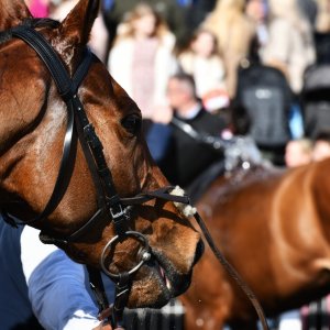 Newcastle | All-Weather Championships | 29/3/24