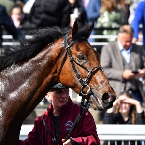 Newcastle | All-Weather Championships | 29/3/24