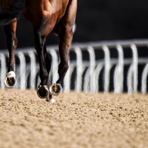 Newcastle | All-Weather Championships | 29/3/24