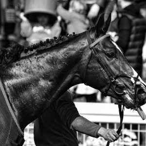 Newcastle | All-Weather Championships | 29/3/24