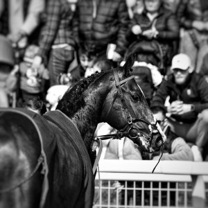 Newcastle | All-Weather Championships | 29/3/24