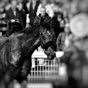 Newcastle | All-Weather Championships | 29/3/24