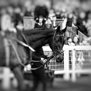 Newcastle | All-Weather Championships | 29/3/24