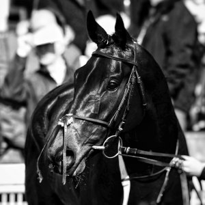 Newcastle | All-Weather Championships | 29/3/24