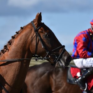 Redcar | 2 YO Trophy | 1/10/22