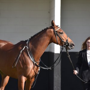 Redcar | 2 YO Trophy | 1/10/22