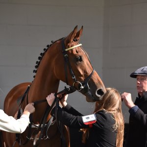 Redcar | 2 YO Trophy | 1/10/22