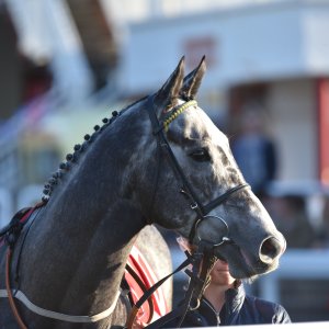 Redcar | 2 YO Trophy | 1/10/22