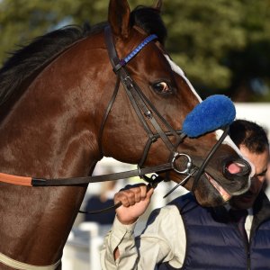 Redcar | 2 YO Trophy | 1/10/22