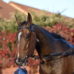 Redcar | 2 YO Trophy | 1/10/22