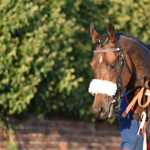 Redcar | 2 YO Trophy | 1/10/22