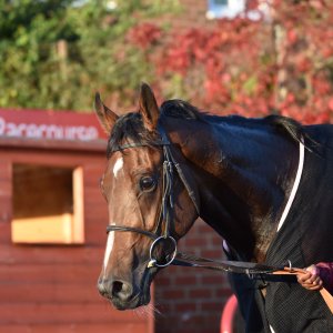 Redcar | 2 YO Trophy | 1/10/22